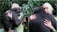 Video | Así recuerda el mundo a Jane Goodall: cuando la abrazó Wounda, una chimpancé que rescató y liberó
