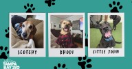 Rescues in Action: Scotchy, Bhodi, and Little John
