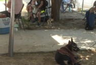 Este jueves, esterilizan y vacunan mascotas en San José del Cabo