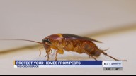Keeping fall pests out of your home during the cool months
