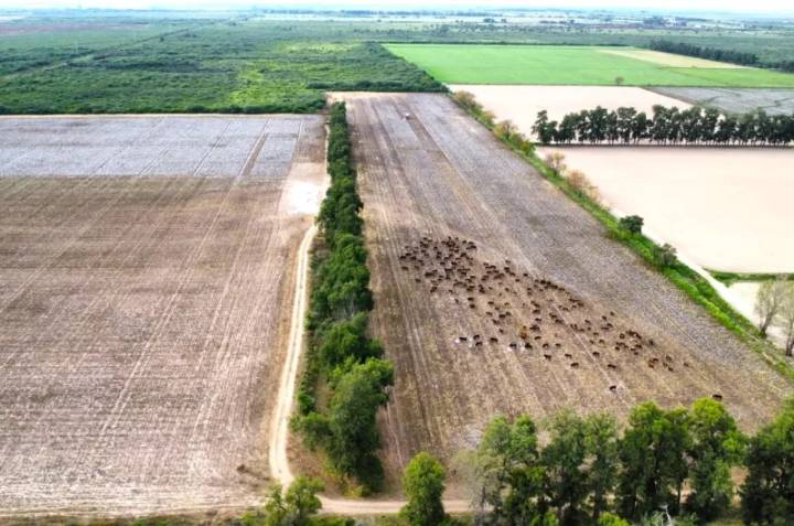 Evalúan cómo el rastrojo del algodón mejora la ganadería vacuna
