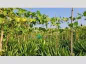 Medicinal black turmeric crop debuts in Chandigarh, farmer leads sustainable farming effort; Watch Video [ FULL VIEW ]