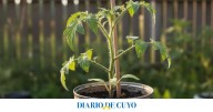 Cultivar fruta en casa: la planta que crece en una lata y produce todo el año