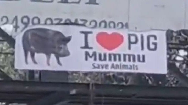Indore News: ‘I LOVE PIG’ Posters Sparks Political Tension In City, Police Launches Probe
