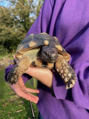 Tortoise rescued after being trapped in recycling bag