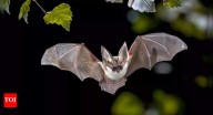 New scientific study reveals how bats became the only flying mammals on Earth