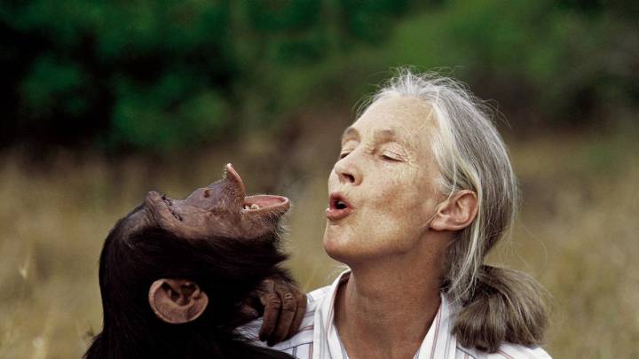 Muere Jane Goodall, la amiga de los chimpancés