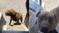 Delivery Driver In Texas Stops His Route For A Stray Dog And What Happens Next Melts Hearts