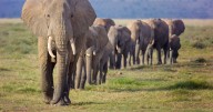 Early Europeans butchered elephants and made tools from their bones 400,000 years ago
