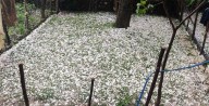 Hailstorm Ravages Orchards, Paddy Fields in North Kashmir District
