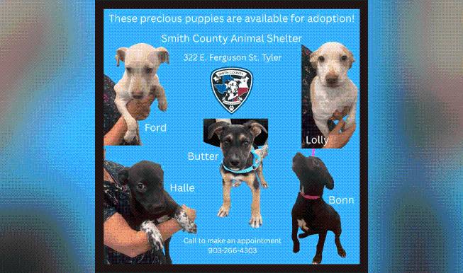 Smith County Animal Shelter operates with limited staff