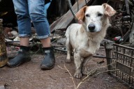 IBA Puebla atiende a 99 animales afectados por emergencia en la Sierra Norte