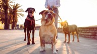 Alerta a los dueños de perros: están poniendo multas de 180 euros por esto que haces todos los días