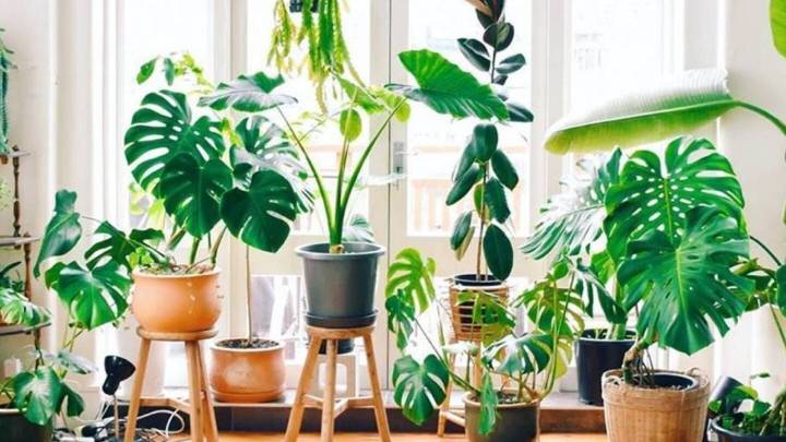 5 plantas que activan la energía del dinero, según el Feng Shui: dónde colocarlas en tu hogar
