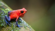 12 Colorful Frog Species: From Tie-dyed Designs to Rare Hues