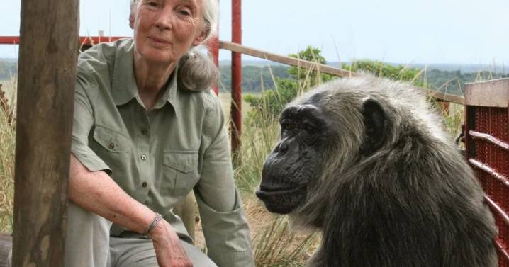 Muere la mayor experta en chimpancés en el mundo, la británica Jane Goodall, a los 91 años