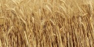 Los bajos precios del trigo argentino no reconocen fronteras