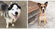 Meet Squidward and Roberta: Eastsider Pets of the Week!