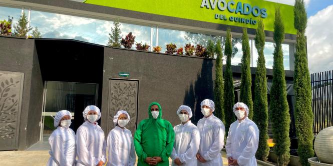 Avocados del Quindío: la empresa que le está apuntando al mercado asiático con aceite de aguacate 