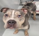 Boston animal shelter says no, it's not planning to kill a stray dog it's holding, but it might have to give him up for a dangerousness hearing on the Cape