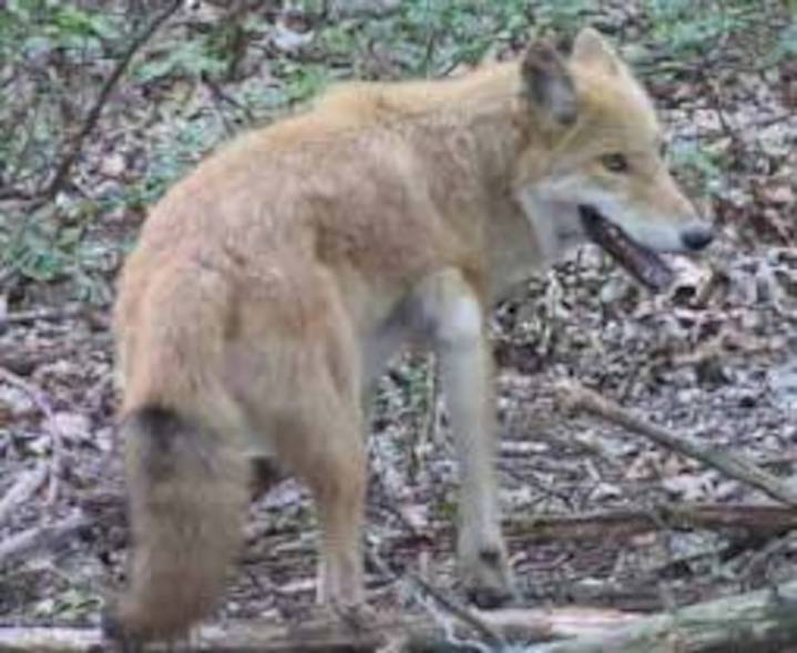 Person attacked by ‘aggressive’ coyote in N.J. yard 1 day after similar attack in nearby town