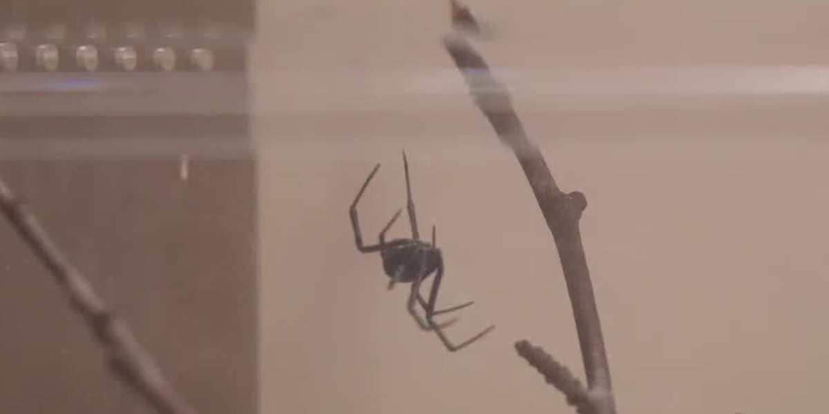 Creature myths: Getting up close and personal with spiders at Zoo Knoxville