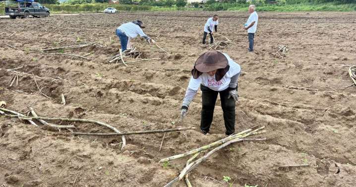 Renace la caña en Yabucoa con millonaria apuesta por la industria del ron