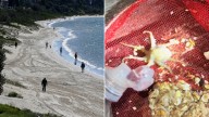 Deadly blue-ringed octopus found at popular beach