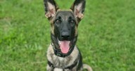 Find your perfect companion: German Shepherd Sage seeks a home