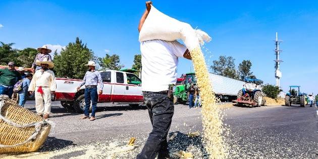 Por menos de 7 mil 200 pesos la tonelada de maíz no nos movemos: Agricultores de Jalisco