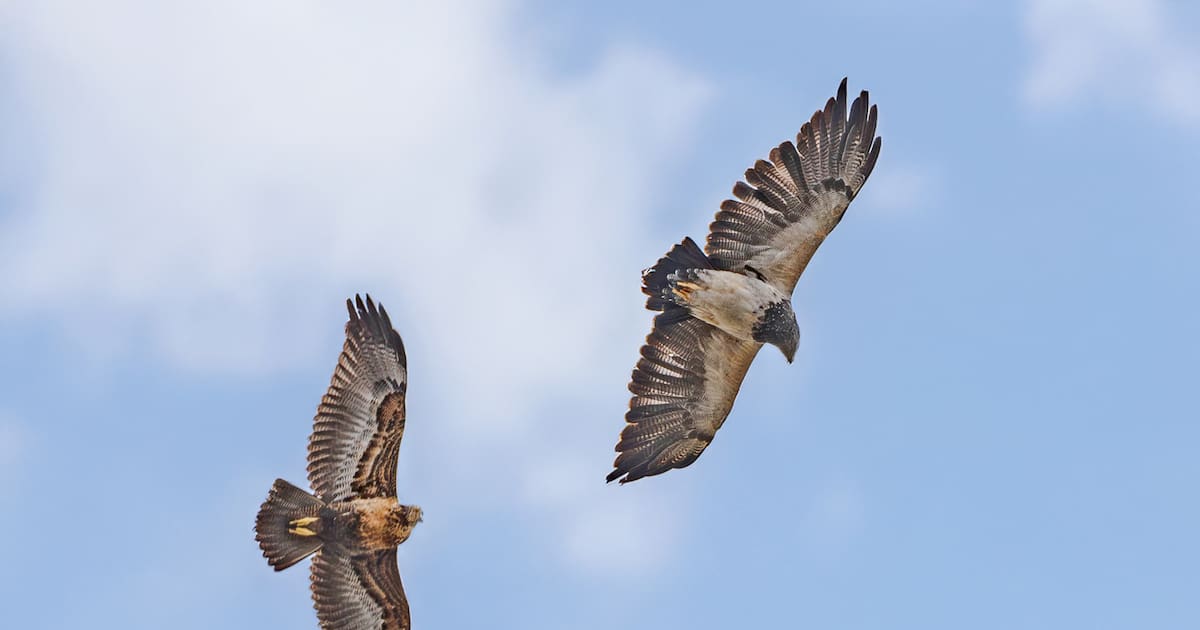 Águila paramuna: un espectáculo natural en páramo del Almorzadero