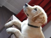 Rescue Golden Retriever Watches 'The Lion King,' It All Started So Well