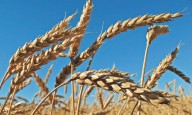 Molinos del Fénix registra bajo crecimiento de líneas de productos