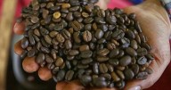 Café de Colombia marca récord de exportaciones: 22 billones de pesos en un año, conozca principales mercados