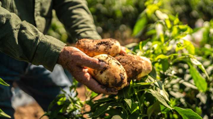 Potato Varieties That Thrive When Planted And Grown In The Fall