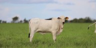 Cierre de la vía al Llano impulsó alza del IPAP por encarecimiento del ganado bovino 