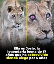Josie, una leona de 17 años