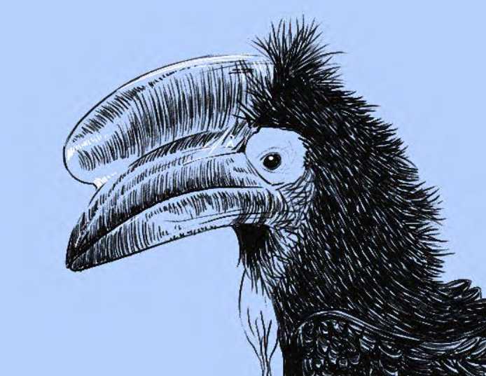 El “gran jardinero” del bosque: el papel clave del calao de casco negro en la selva africana