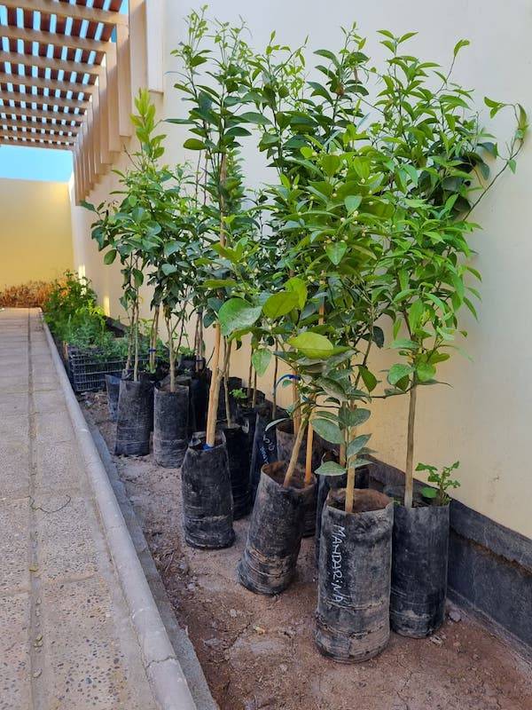 Sembrando futuro en el desierto: vecinos de Diego de Almagro plantan árboles frutales en taller comunitario