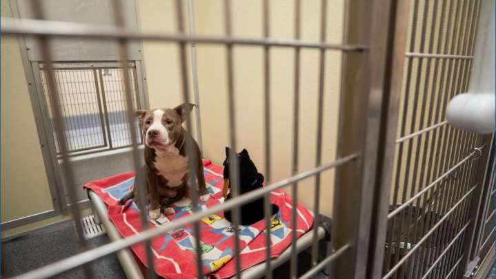 Rescued Dogs from Louisville drug raid getting baths, love