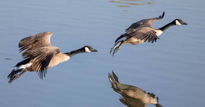 2 Canada geese found in Cameron Park test positive for avian flu