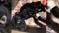 Nebraska Puppy Dumped In Pumpkin Patch Could Barely Move And Then Kind Strangers Stepped In To Save Her