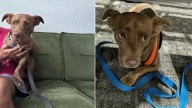 Shelter Dog In Florida Who Once Trembled With Fear Now Rides Happily In A Backpack
