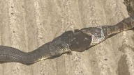 Iowa men capture photos of 2 snakes trying to eat frog
