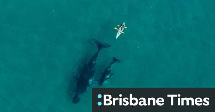 Record numbers of humpback whales