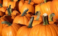 Hayrides, Pumpkin Patches and Corn Mazes in Middle Tennessee