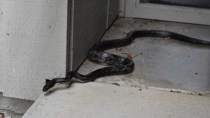 Can a non-venomous snake be dangerous to humans?