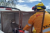 “Bomberos de Córdoba rescatan cóndor herido por perdigones y lo trasladan para su rehabilitación”