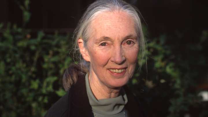 ¿De qué murió Jane Goodall? Esta es la causa del deceso de la antropóloga
