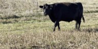 Ranchers have beef with President after Argentine beef comments